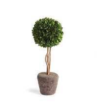 Load image into Gallery viewer, A revolutionary option with authentic English boxwoods: a standard root ball for easy placement in your preferred container. Our skilled topiary experts have preserved and expertly arranged these plants, and now you can personalize them with your desired pot. The opportunities are limitless!