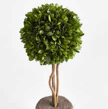 Load image into Gallery viewer, A revolutionary option with authentic English boxwoods: a standard root ball for easy placement in your preferred container. Our skilled topiary experts have preserved and expertly arranged these plants, and now you can personalize them with your desired pot. The opportunities are limitless!