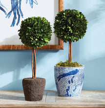 Load image into Gallery viewer, A revolutionary option with authentic English boxwoods: a standard root ball for easy placement in your preferred container. Our skilled topiary experts have preserved and expertly arranged these plants, and now you can personalize them with your desired pot. The opportunities are limitless!
