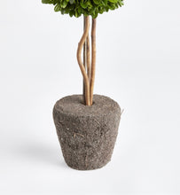 Load image into Gallery viewer, A revolutionary option with authentic English boxwoods: a standard root ball for easy placement in your preferred container. Our skilled topiary experts have preserved and expertly arranged these plants, and now you can personalize them with your desired pot. The opportunities are limitless! 
