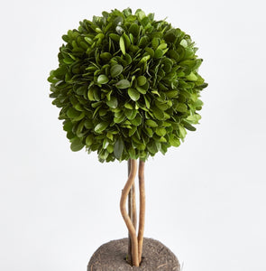 A revolutionary option with authentic English boxwoods: a standard root ball for easy placement in your preferred container. Our skilled topiary experts have preserved and expertly arranged these plants, and now you can personalize them with your desired pot. The opportunities are limitless! 