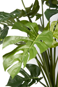 Monstera Plant, 4'