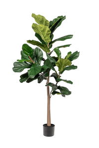 Fiddle Leaf Fig, 5'