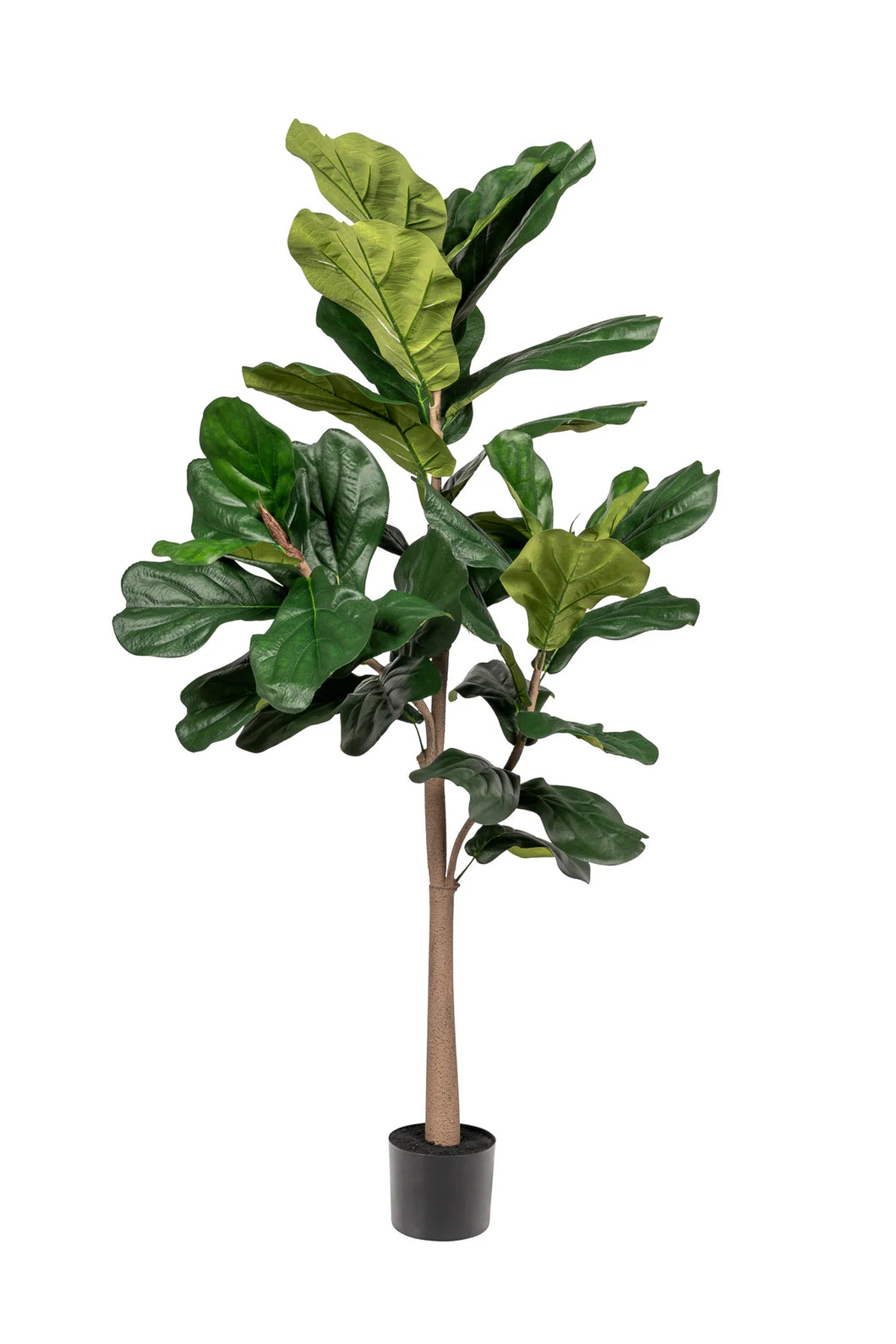 Fiddle Leaf Fig, 5'