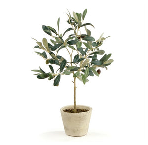 Fruiting Olive Tree in Pot