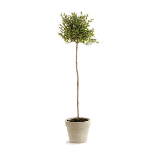 Thyme Topiary, 16"